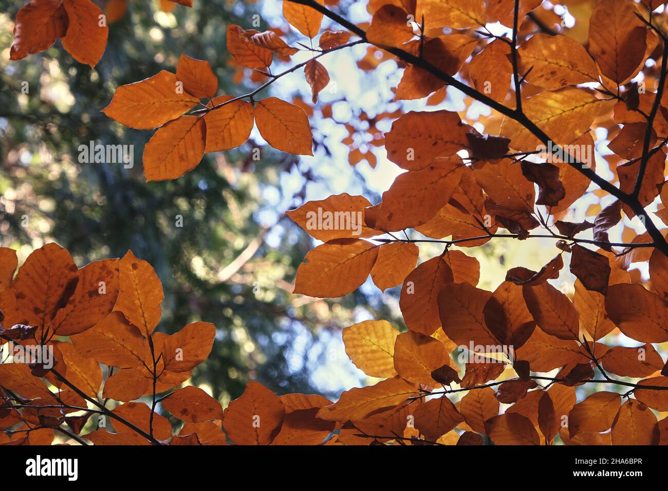 Detail des herbstlichen Laubs der Fagus sylvatica-Buche Stockfoto