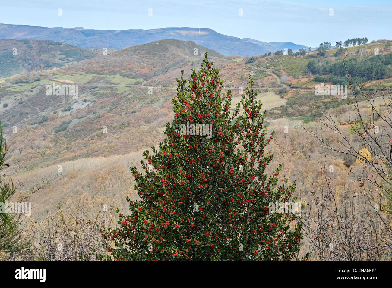 Europäische Holly (Ilex aquifolium), beladen mit roten Steinbäumen in den Courel Mountains Stockfoto