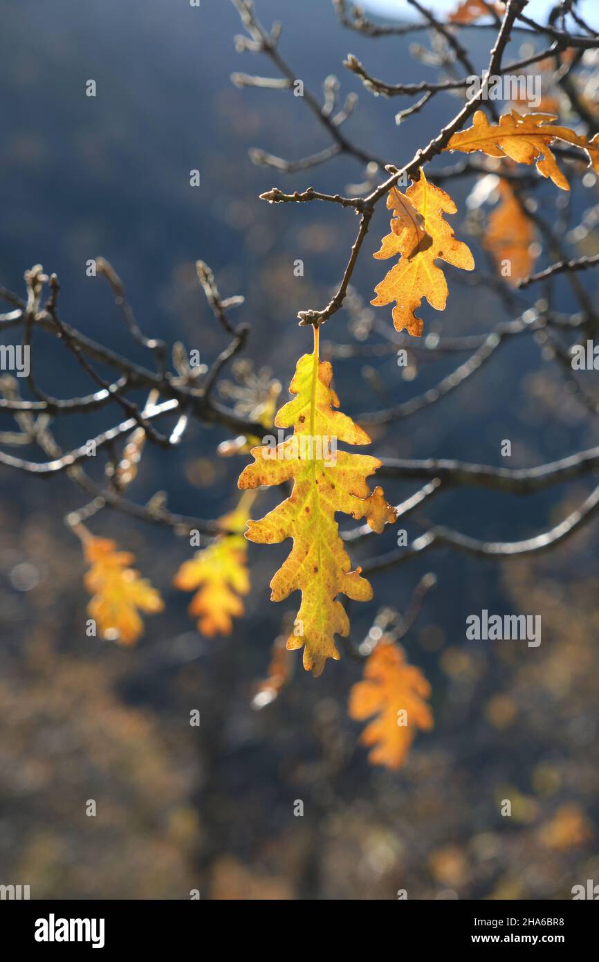Herbstliches goldenes Laub aus der Pyrenäeneiche (Quercus pyrenaica) Stockfoto