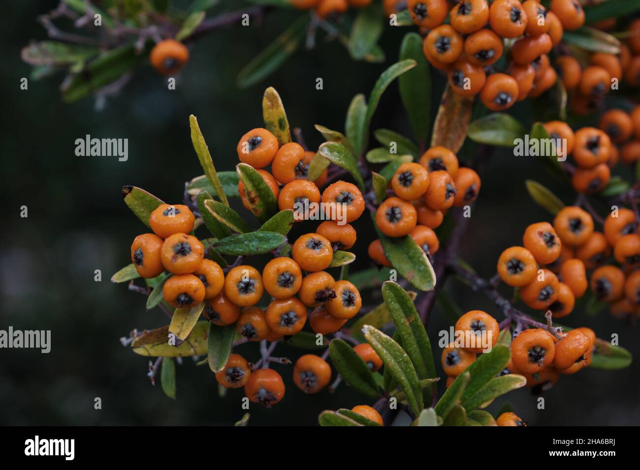 Pyramicantha coccinea firethorn-Orangenpompes Stockfoto