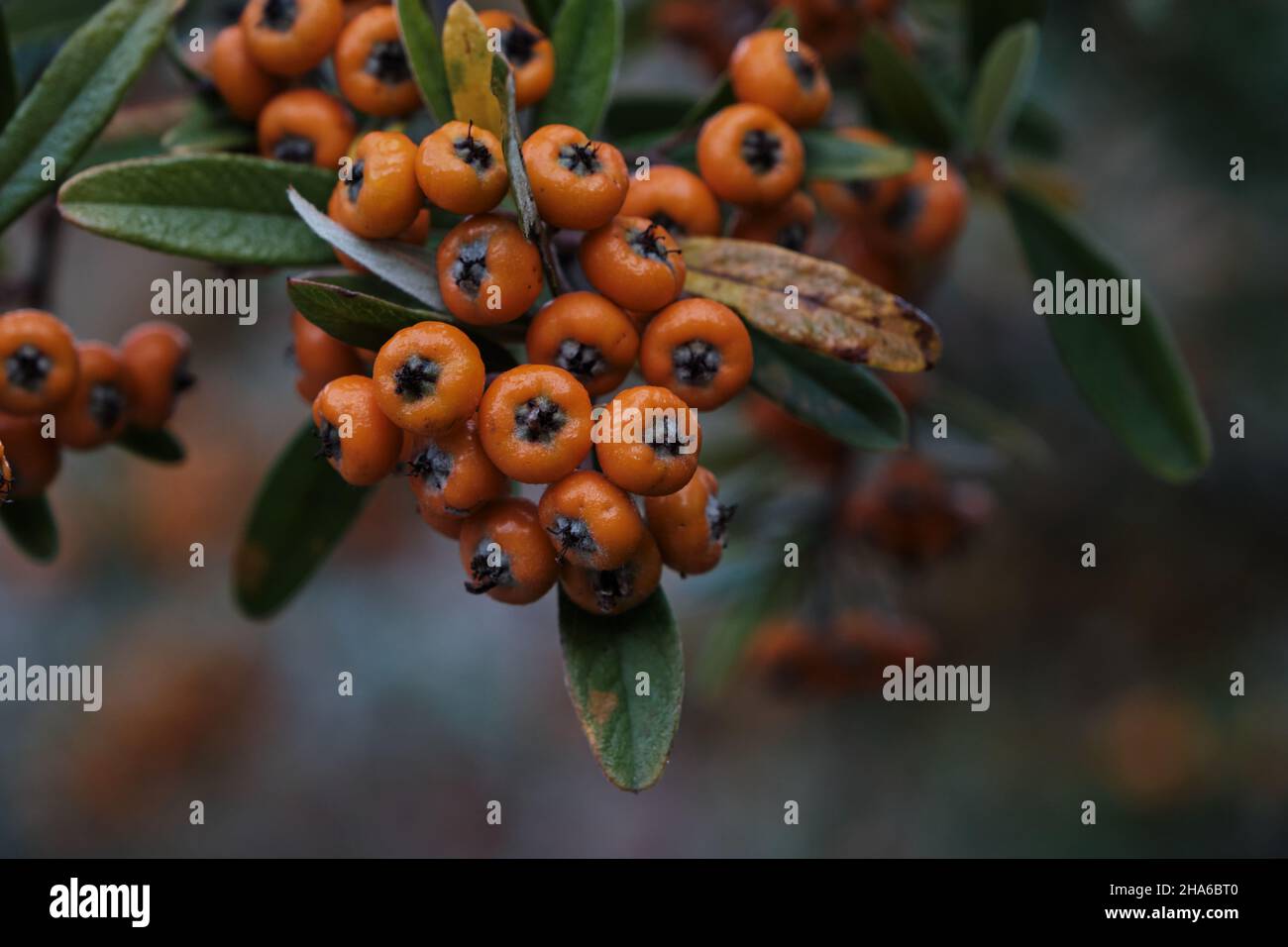 Pyramicantha coccinea firethorn-Orangenpompes Stockfoto