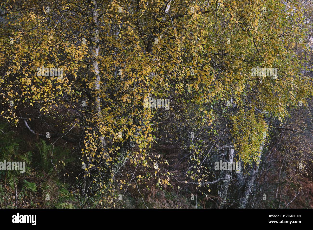 Betula pubescens oder Betula alba Europäische weiße Birken Laubbäume mit gelbem Herbstlaub in den Wäldern der Courel Mountains Stockfoto