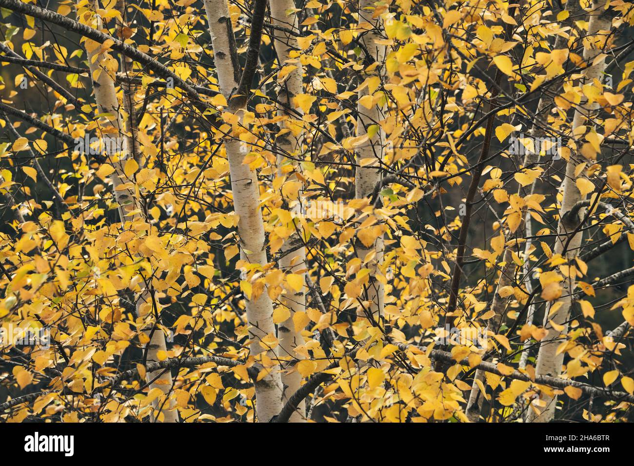 Betula pubescens oder Betula alba Europäische weiße Birke Laubbäume mit herbstlich gelbem Laub Stockfoto