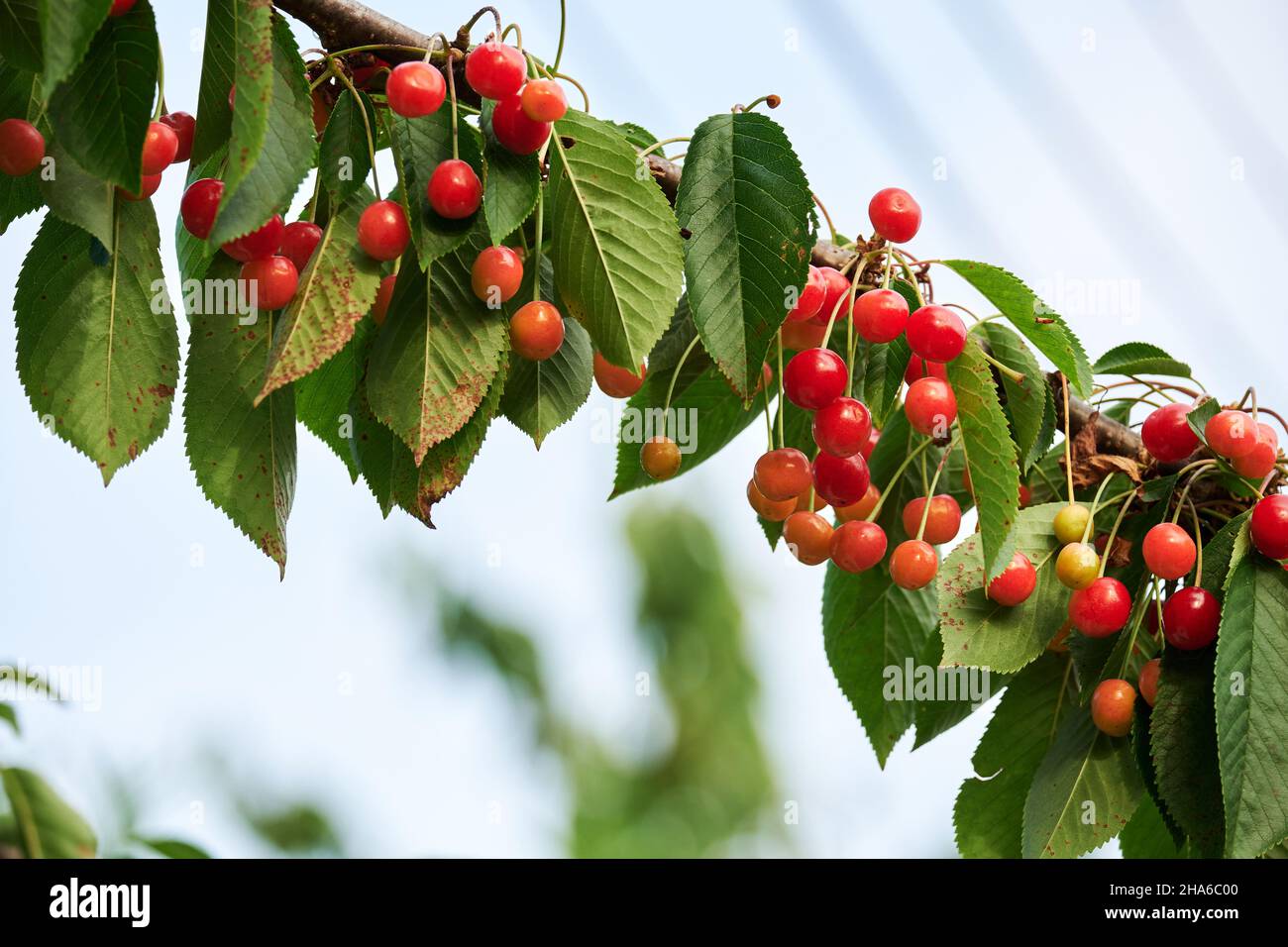 Prunus cerasus Sauerkirschen reifen rote Früchte Stockfoto