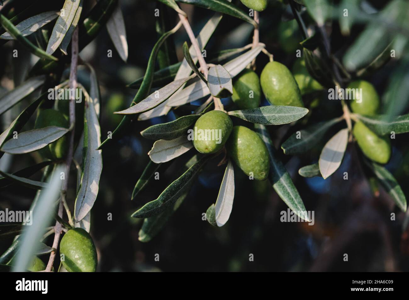 Olea europaea Olivenbaum grün unreife Früchte aus nächster Nähe Stockfoto