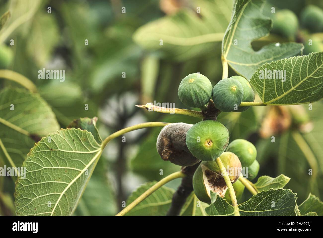Feigenbaum (Ficus carica) unreife grüne Früchte Stockfoto