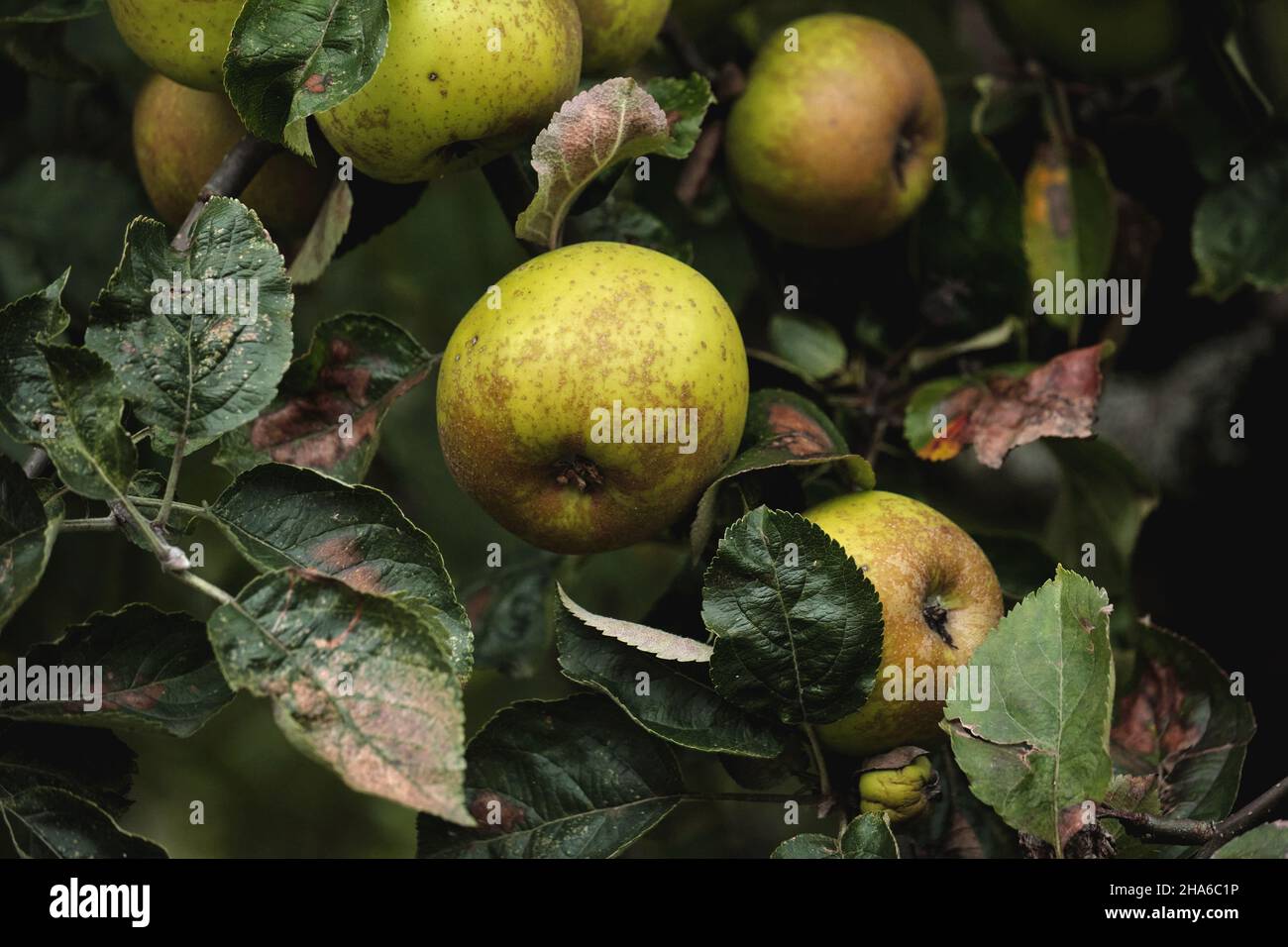 Apfelbaum (malus domestica) frische Früchte Stockfoto