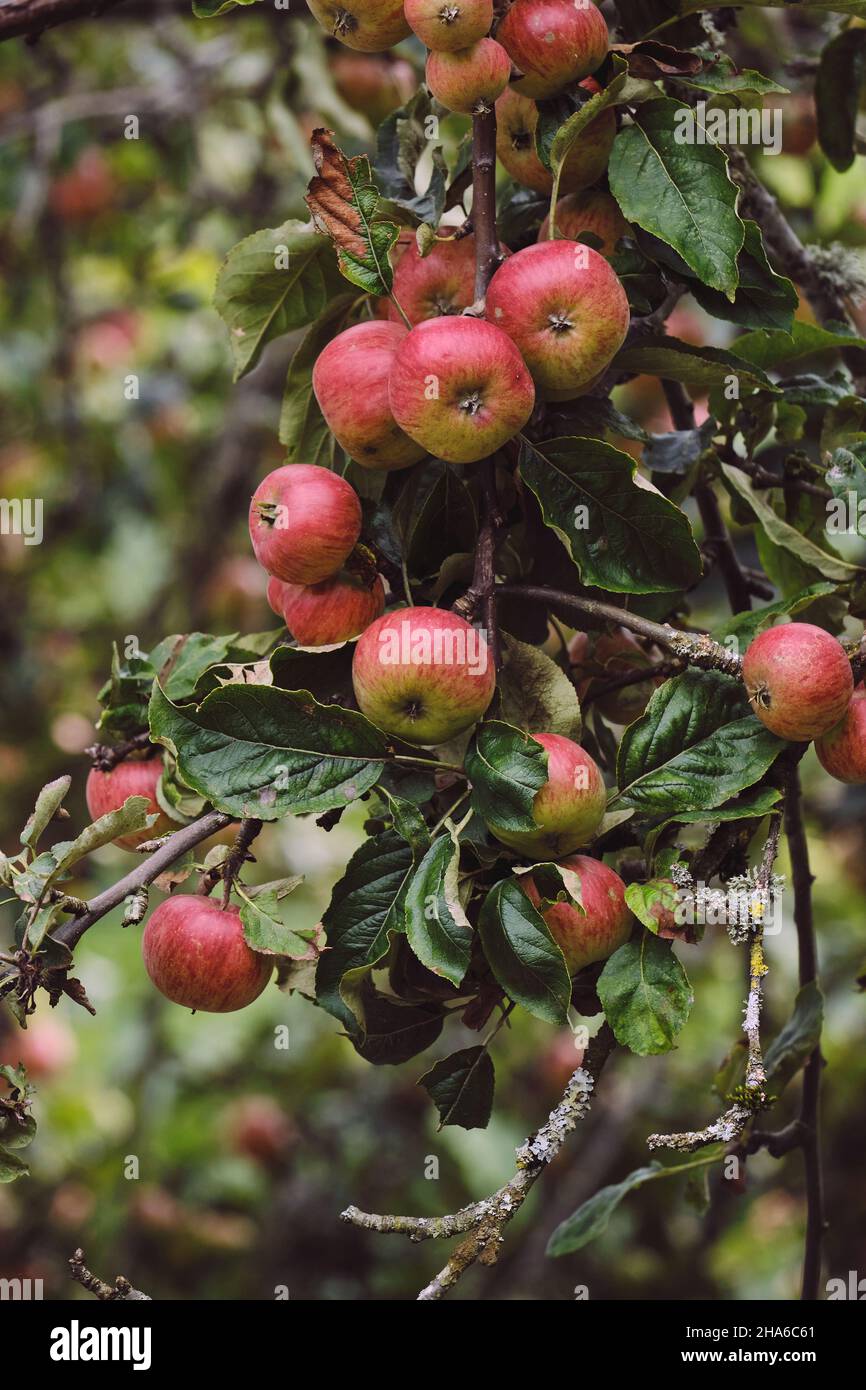 Apfelbaum (Malus domestica) rote reife frische Früchte Stockfoto