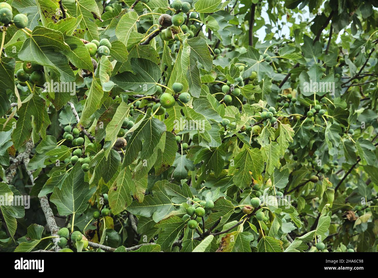Feigenbaum (Ficus carica) lande mit unreifen grünen Früchten Stockfoto
