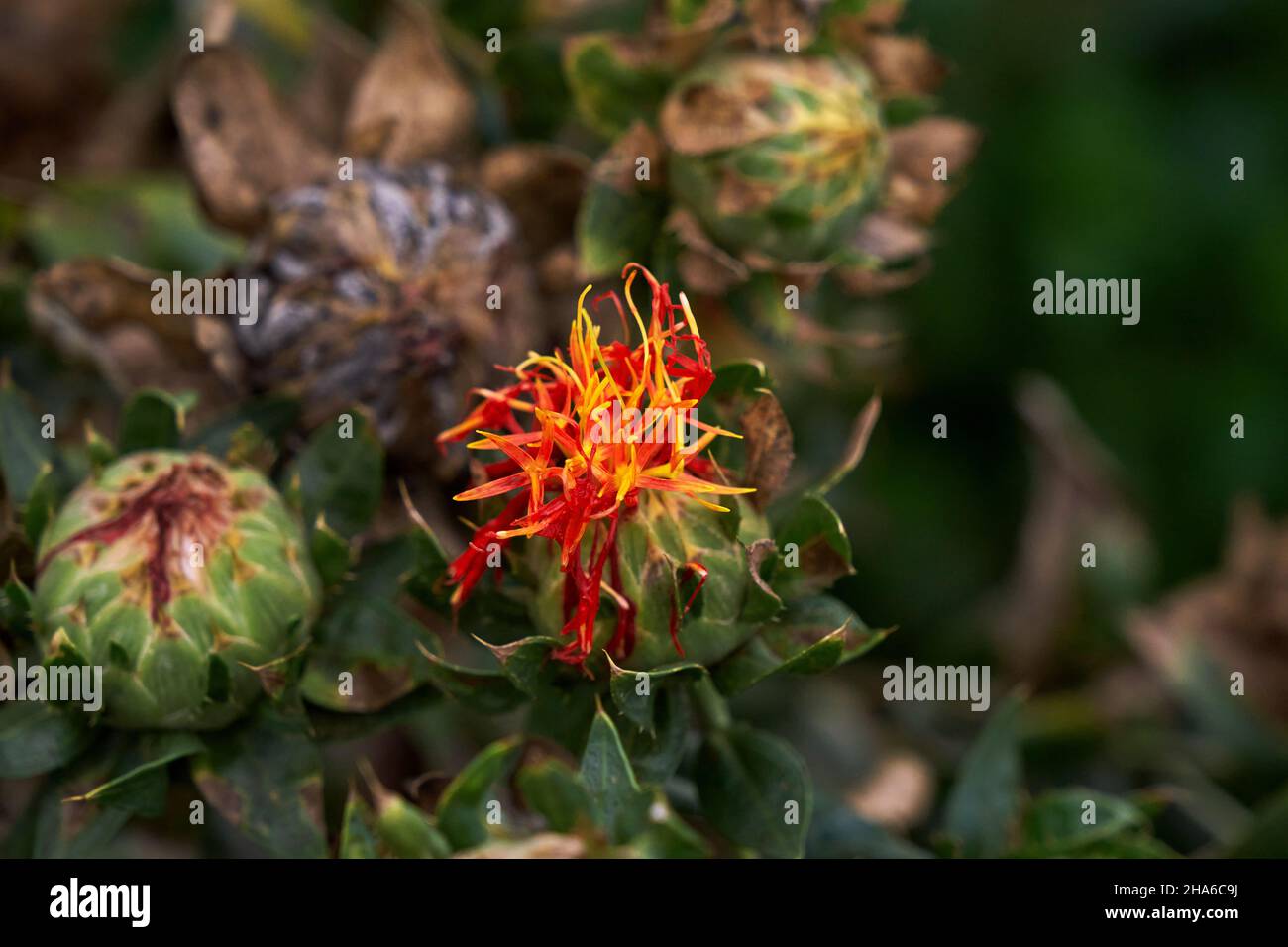 Saflorblüten (Carthamus tinctorius) auch bekannt als Bastard-Safran blühende Blüten mit roten und gelben Fäden Stockfoto