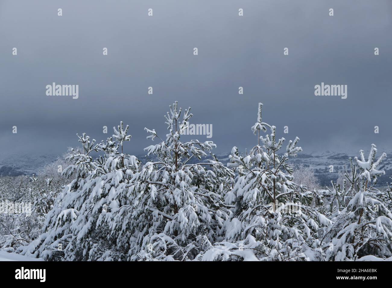 Immergrüne, schneebedeckte Bäume in den Bergen Stockfoto