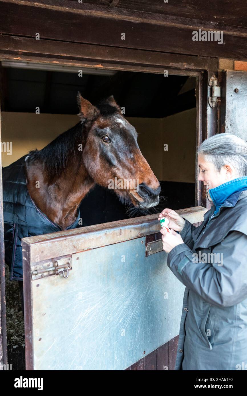 Eine reife Reiterin verbringt die letzten kostbaren Stunden, bevor ein Pferd aufgrund von schlechtem Gesundheitszustand und Alter abgesetzt wird. Stockfoto