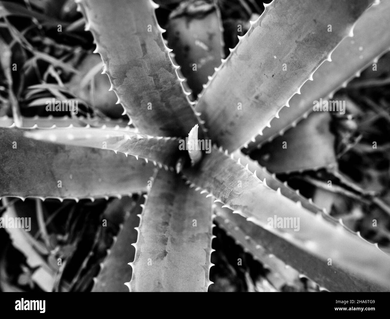 Schwarz-Weiß-Foto der Aloe-Pflanze Stockfoto