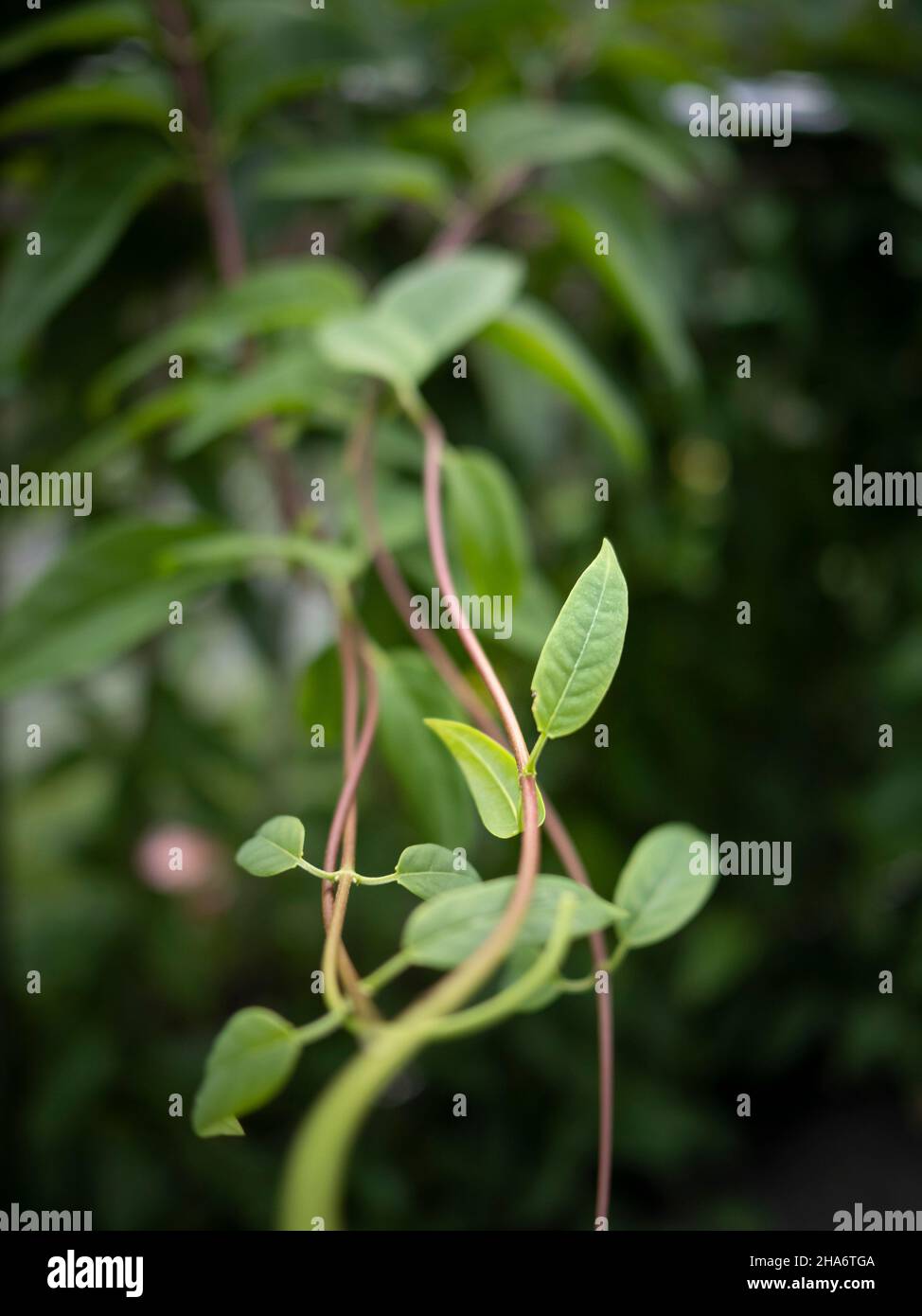 Strangige, dünne Blätter auf der Rebe, die sich zur Kamera hin kräuseln Stockfoto