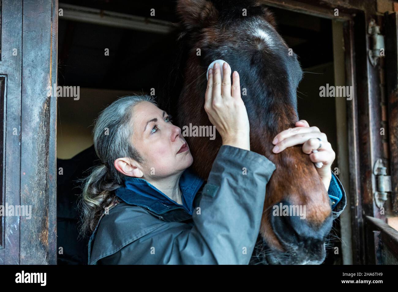 Eine reife Reiterin verbringt die letzten kostbaren Stunden, bevor ein Pferd aufgrund von schlechtem Gesundheitszustand und Alter abgesetzt wird. Stockfoto