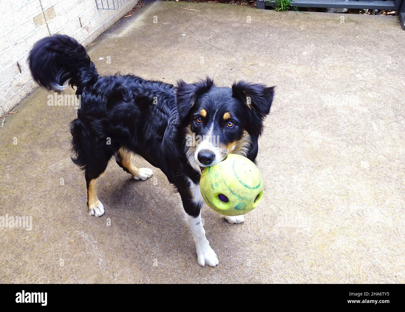 Dreifarbiger Border Collie mit Kugel Stockfoto
