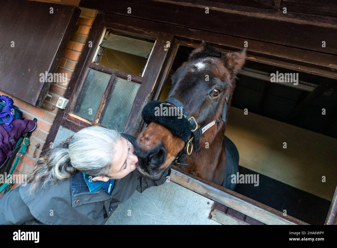 Eine reife Reiterin verbringt die letzten kostbaren Stunden, bevor ein Pferd aufgrund von schlechtem Gesundheitszustand und Alter abgesetzt wird. Stockfoto