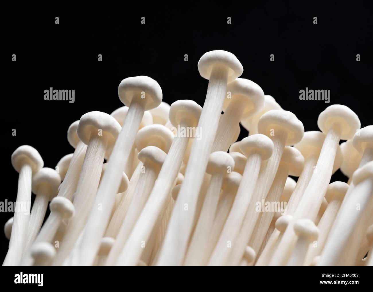 Nahaufnahme von Enoki-Pilzen auf schwarzem Hintergrund. Textur, Bild von Pilz. Stockfoto