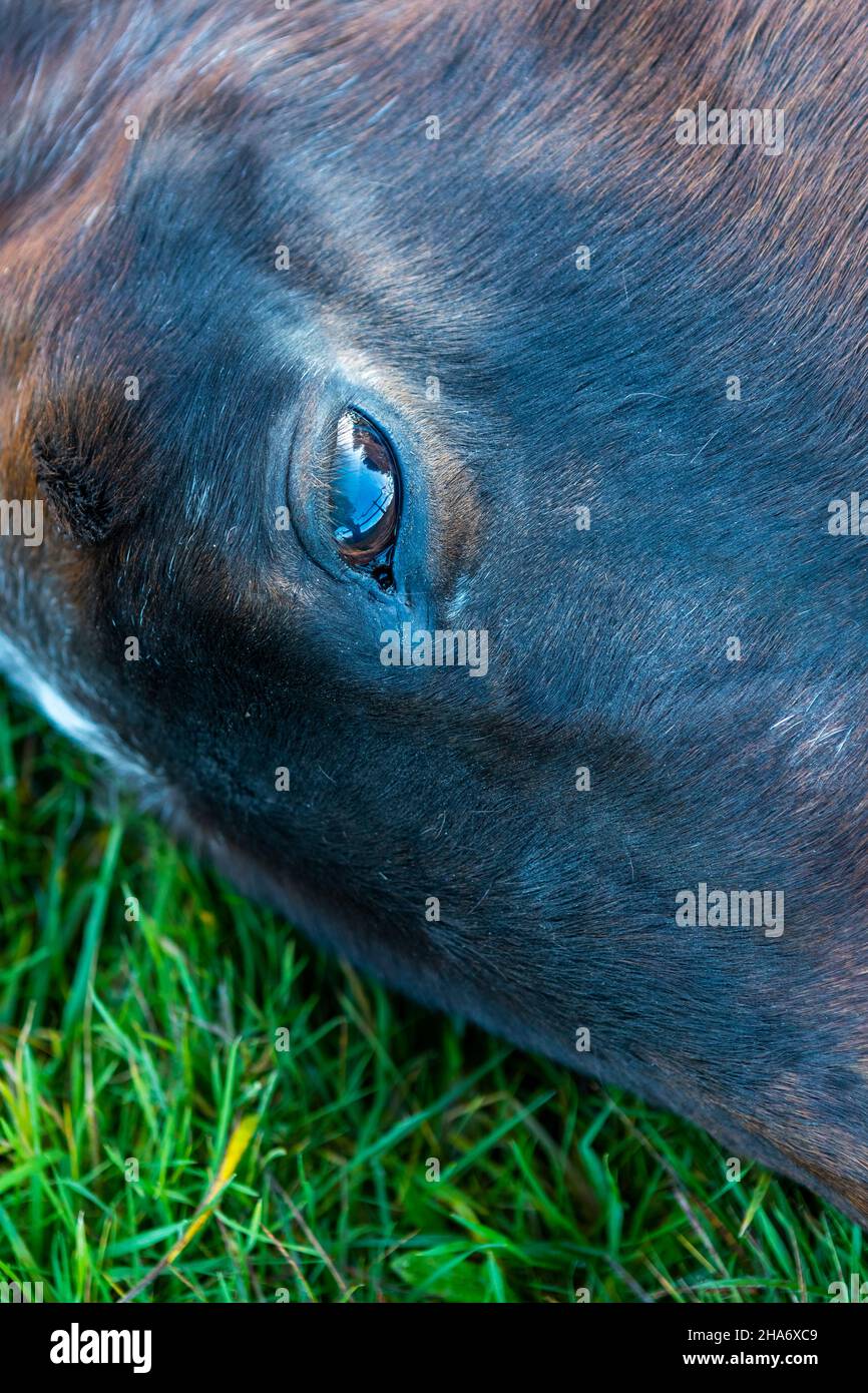 Pferde sehen auf der Weide. Felicity - letzter Tag Stockfoto