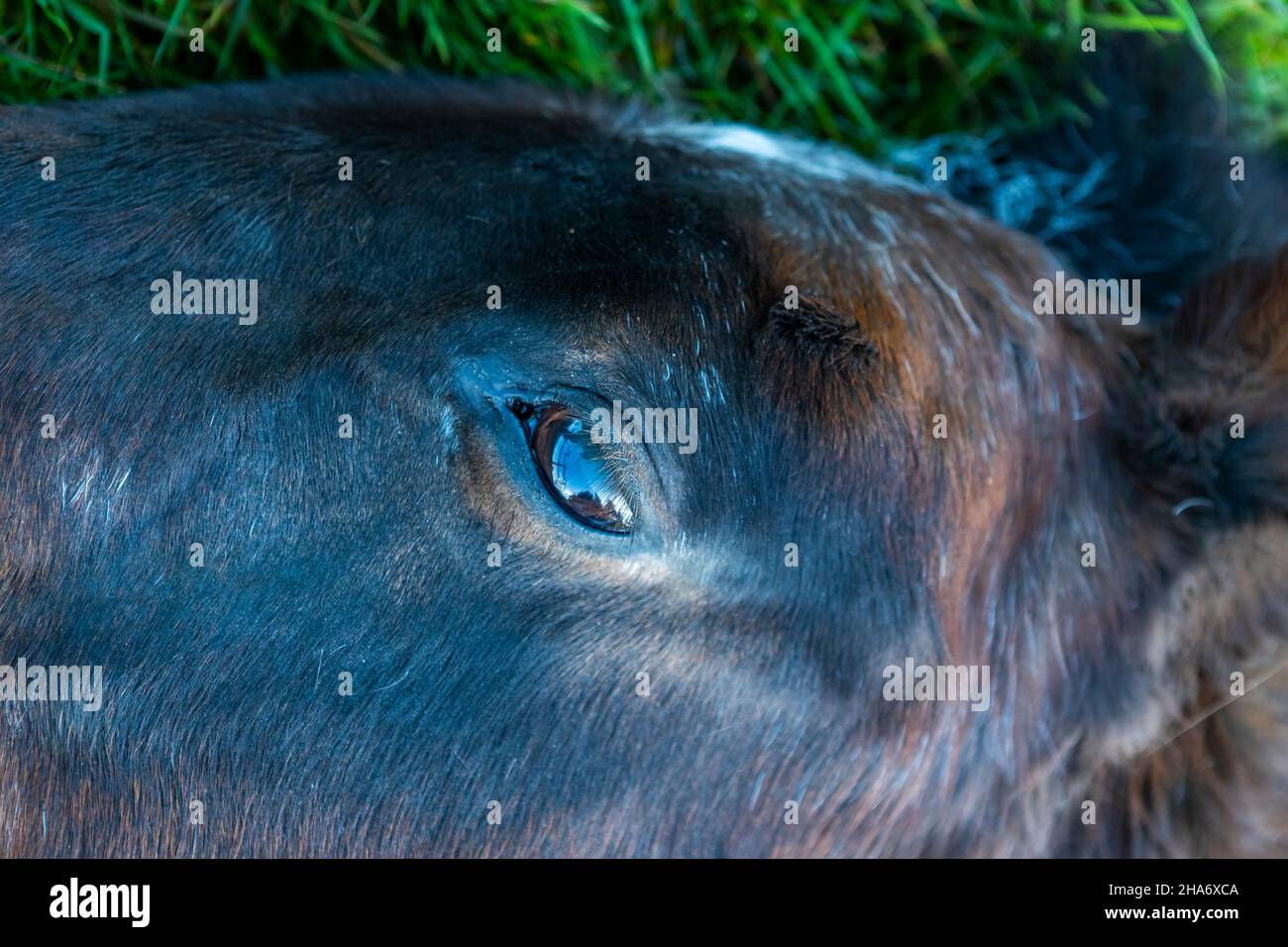 Pferde sehen auf der Weide. Felicity - letzter Tag Stockfoto