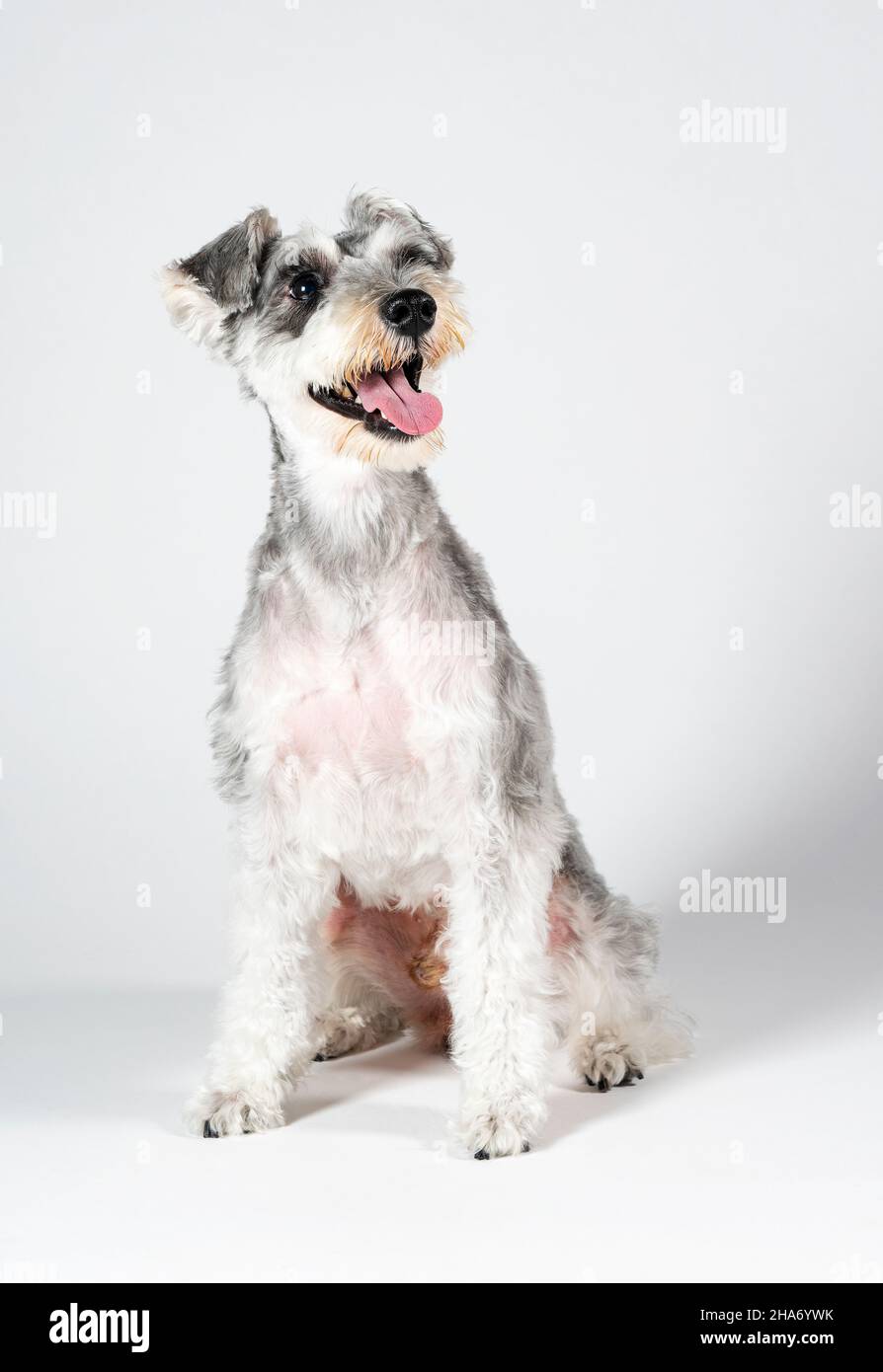 Ein Miniatur-Schnauzer mit seinem gesamten Körper auf weißem Hintergrund. Nach dem Schneiden der Haare. Haustier, Hund. Stockfoto