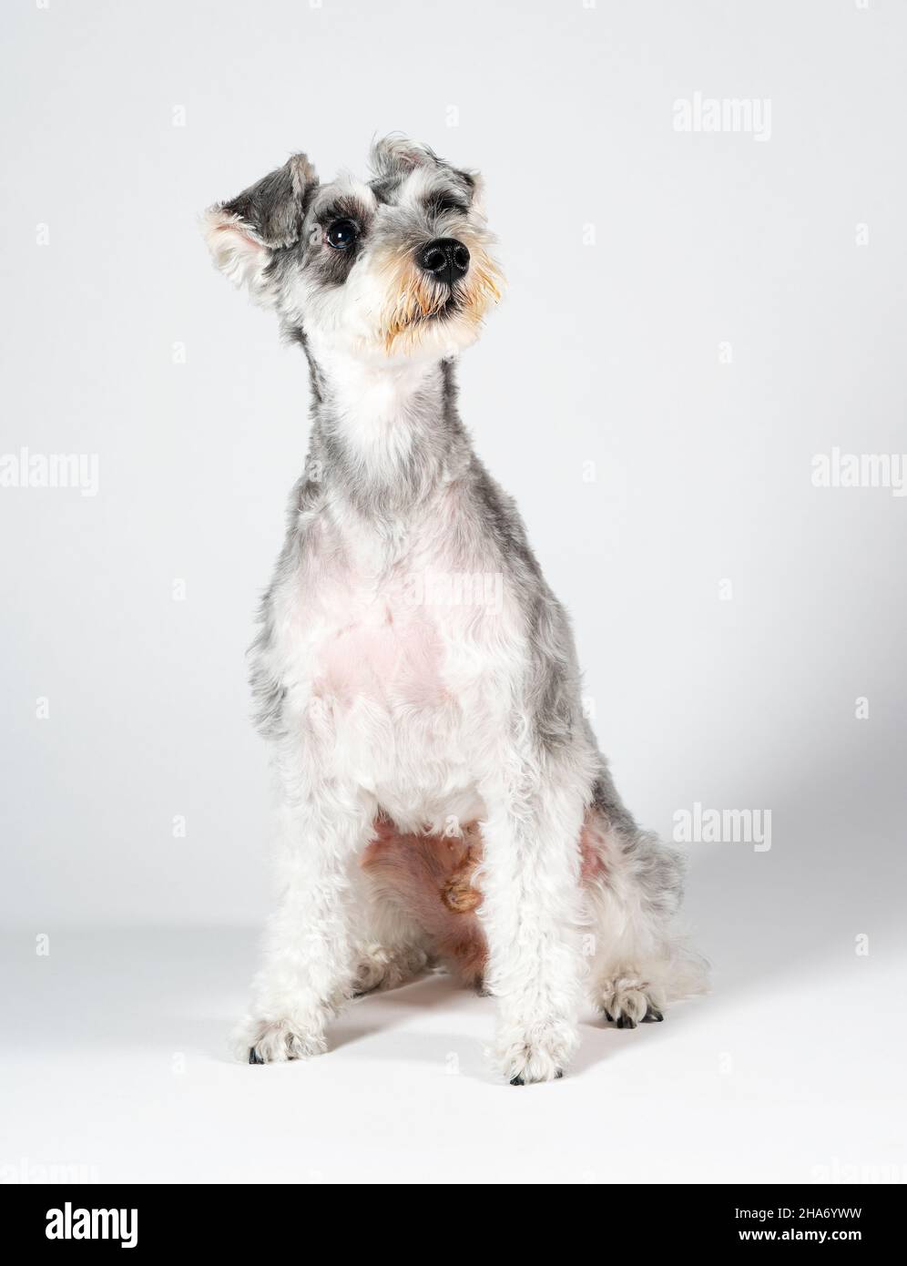 Ein Miniatur-Schnauzer mit seinem gesamten Körper auf weißem Hintergrund. Nach dem Schneiden der Haare. Haustier, Hund. Stockfoto
