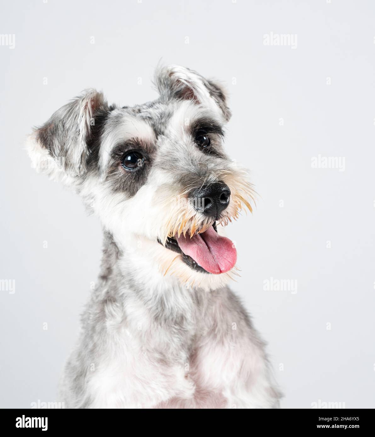 Ein Miniatur-Schnauzer mit seinem gesamten Körper auf weißem Hintergrund. Nach dem Schneiden der Haare. Haustier, Hund. Stockfoto