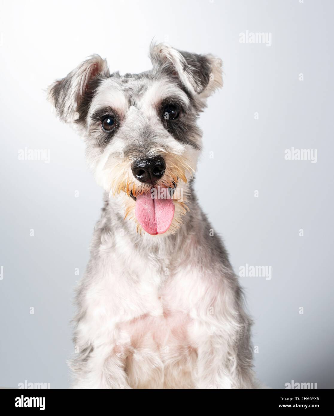 Ein Miniatur-Schnauzer mit seinem gesamten Körper auf weißem Hintergrund. Nach dem Schneiden der Haare. Haustier, Hund. Stockfoto