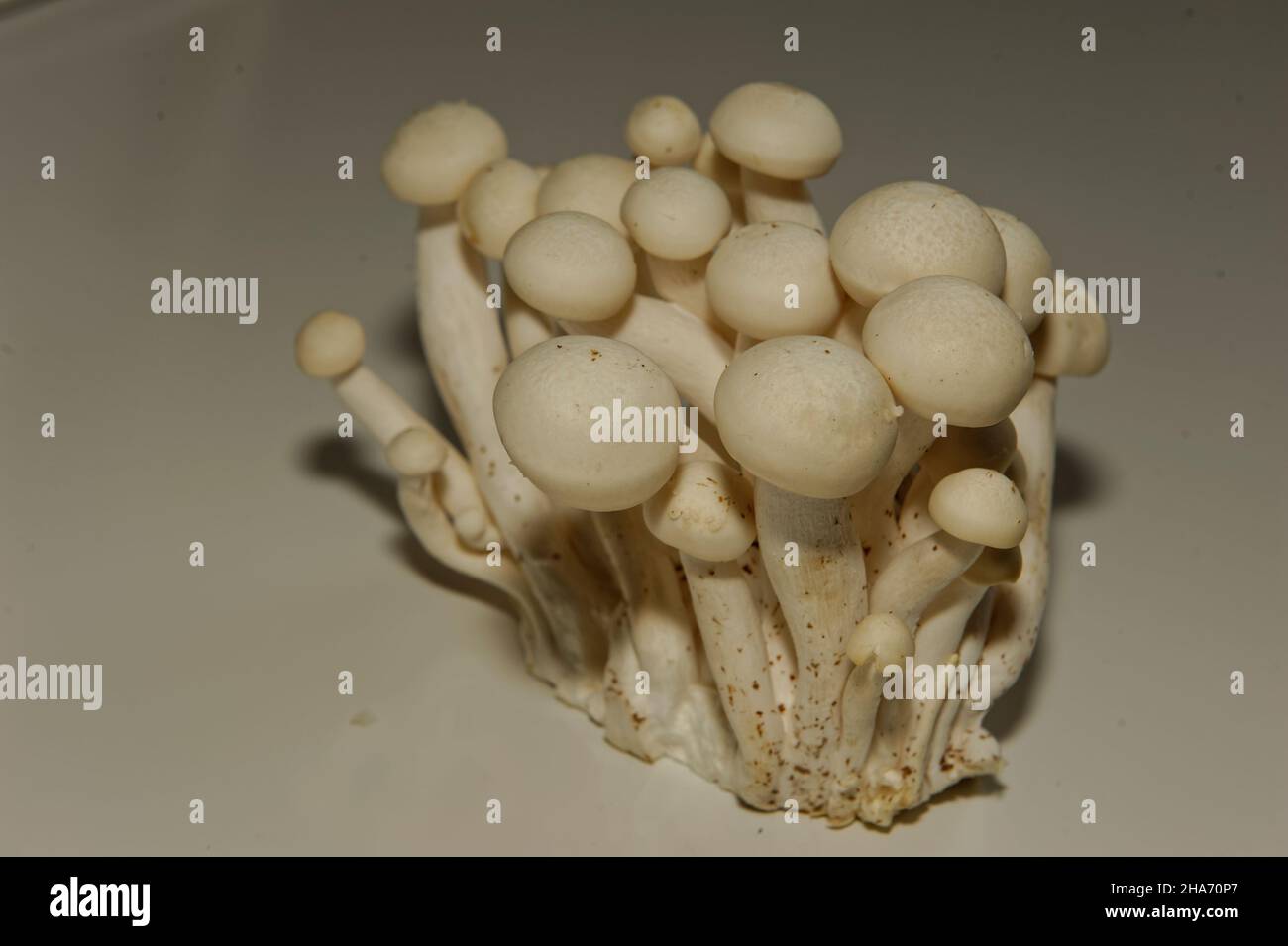 Weißer Buchenpilz, Buna-Shimeji, Shimeji, Buchenrasling (Hypsizygus tesulatus) Stockfoto