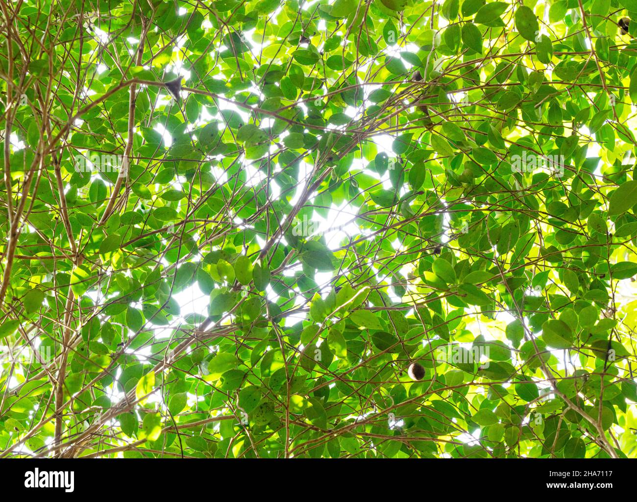 Der Himmel, grüne Blätter und das Licht, das durch den gesamten Bildschirm kommt Stockfoto