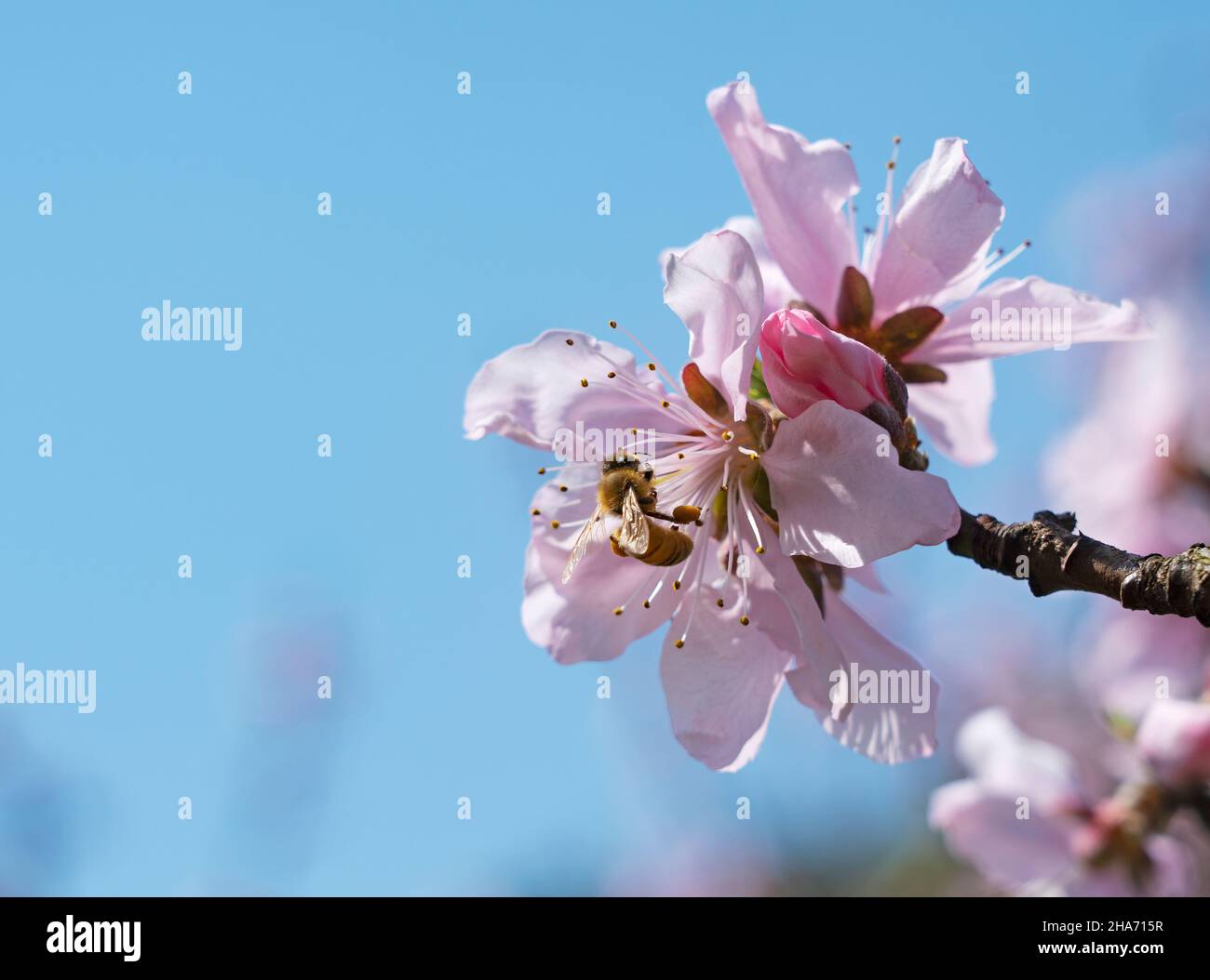 Rosa Pfirsichblüten und Bienen sammeln Honig. Stockfoto