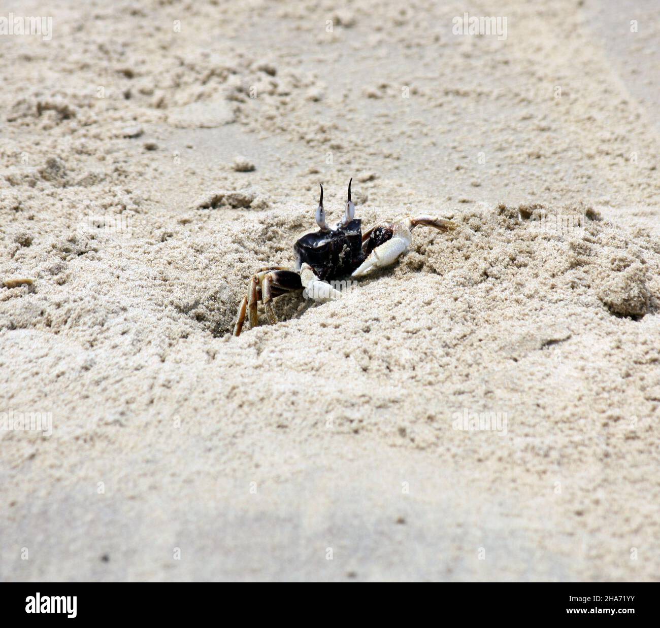 Gehörnte Geisterkrabbe oder hornäugige Geisterkrabbe (Ocypode ceratophthalmus) beim Graben von Höhlen am Strand : (pix SShukla) Stockfoto