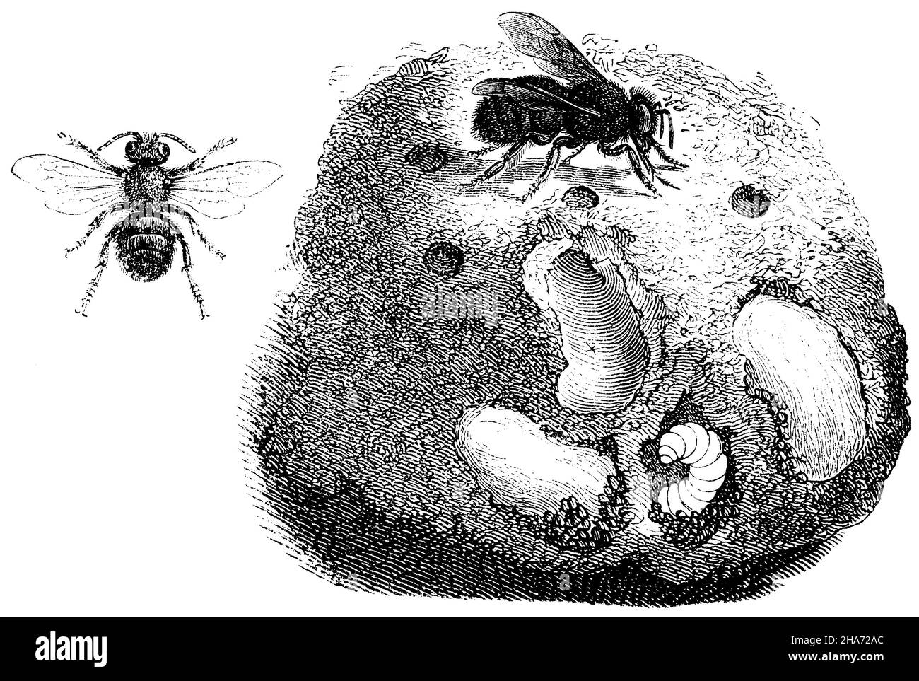 Mörserbiene, Männchen, Weibchen und Nest an einer Steinmauer., , (Zoologiebuch, 1872) Stockfoto