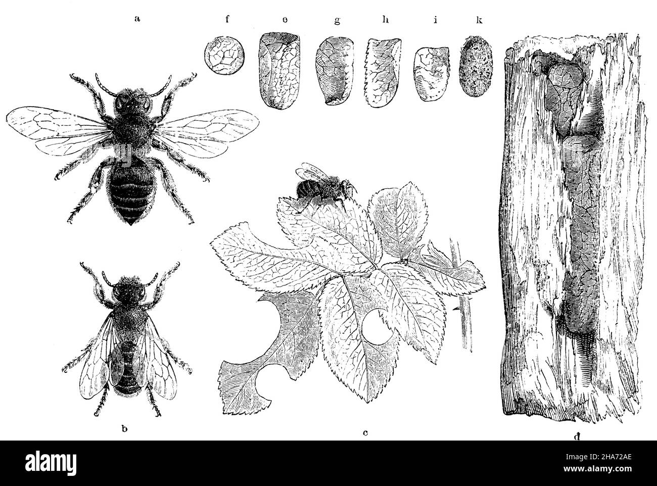 Blattschneider. A) Weibchen, b) Männchen, c) ein Rosenblatt mit mehreren von der Biene gemachten Ausschnitten, d) Nest in einem alten Weidenstamm, e) Einzelzelle, f) Deckelstück, davon, g) und h) Seitenstücke, i) Vertikaler Schnitt durch die Zellen mit dem Fruchtfleisch auf dem Boden, k) Kokon, , (Zoologie Buch, 1872) Stockfoto