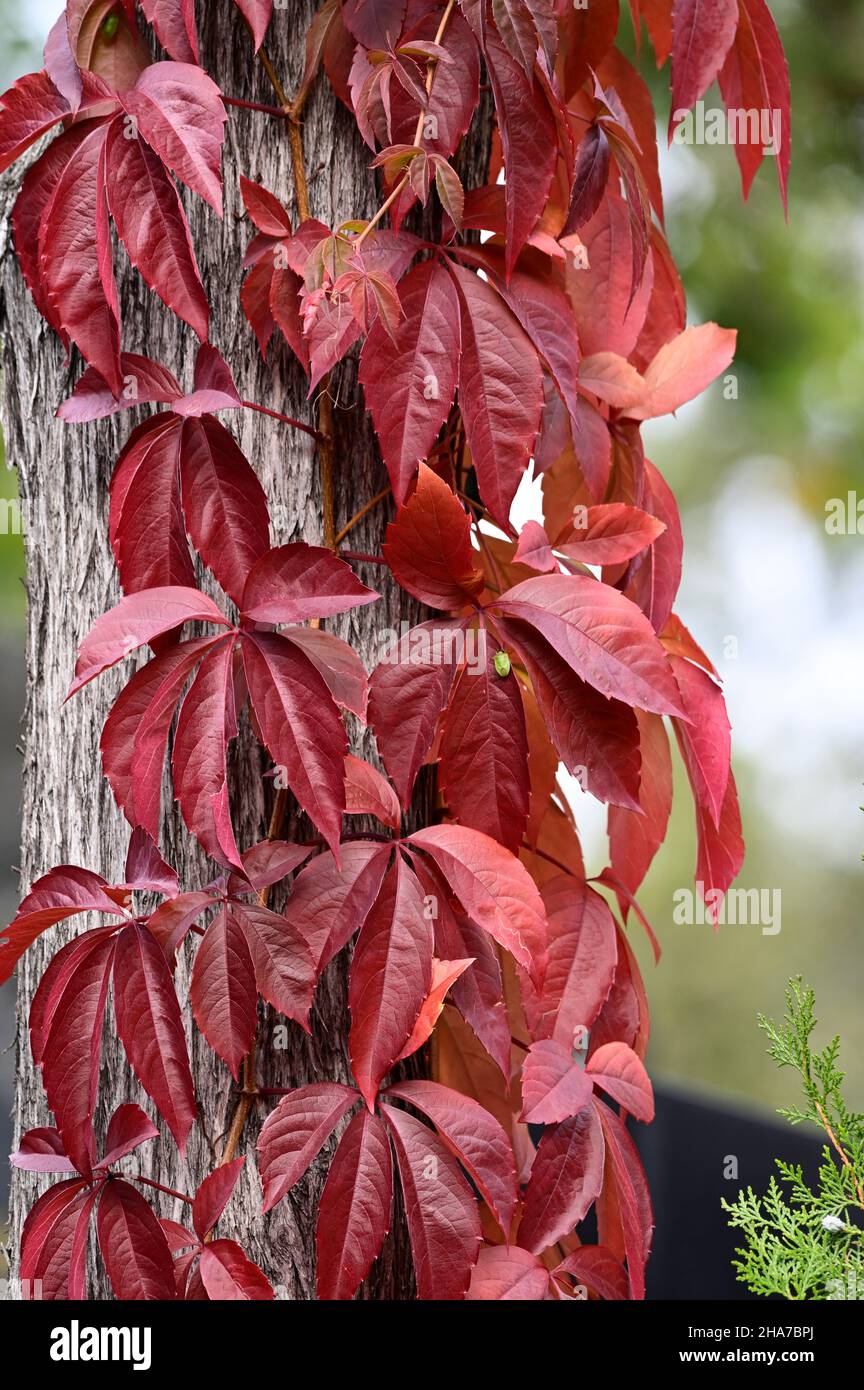 Wien, Österreich. Der Wiener Zentralfriedhof. Herbststimmung auf dem zentralen Friedhof. Rote Weinblätter (Vitis vinifera) Stockfoto