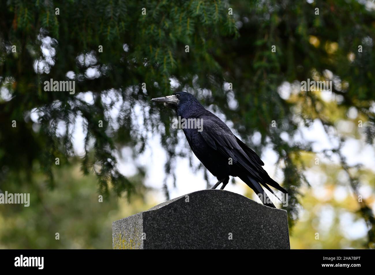 Wien, Österreich. Wildtiere auf dem Wiener Zentralfriedhof. Krähe (Corvus) Stockfoto
