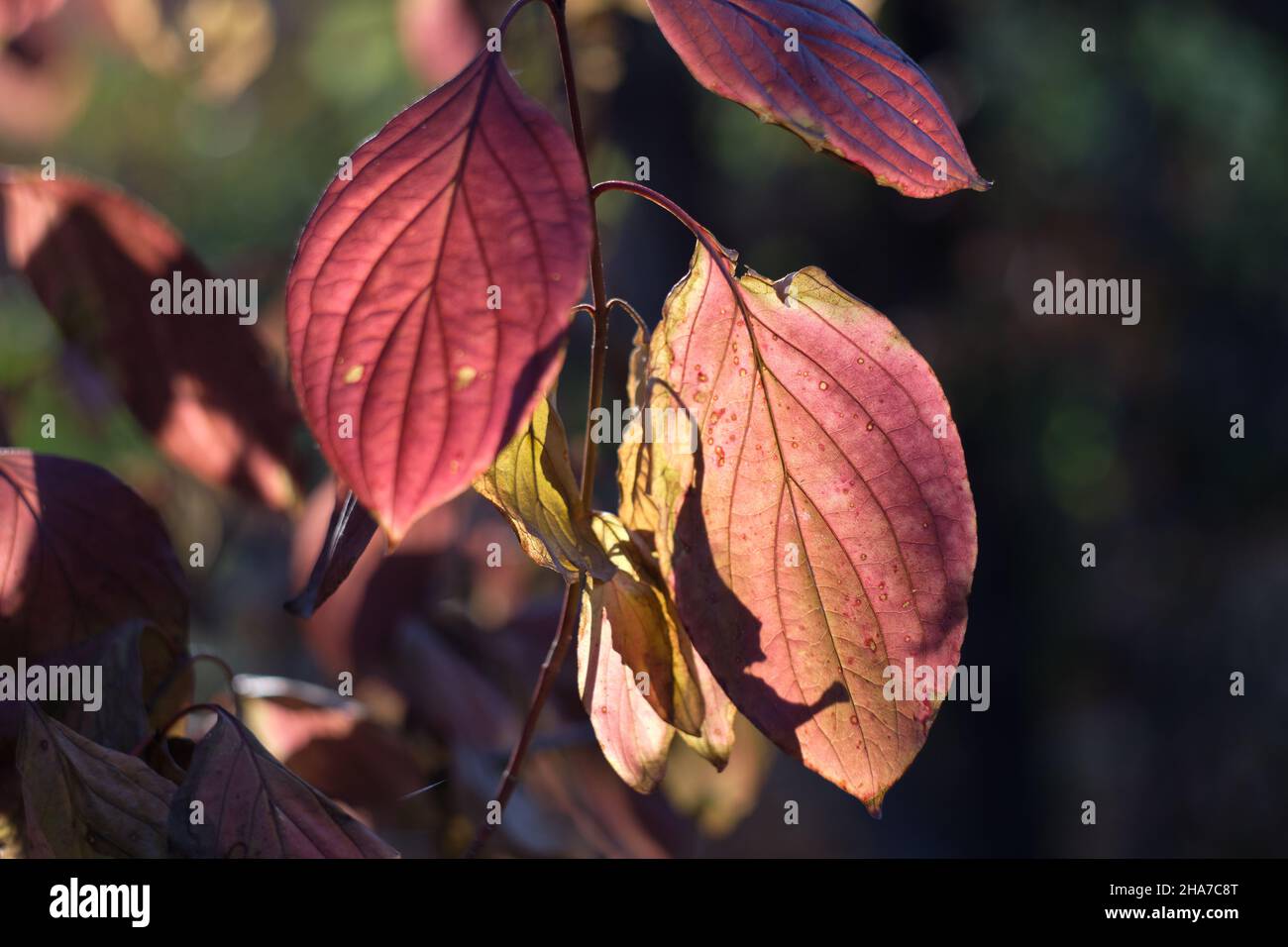 Gewöhnlicher Dogwood Cornus Sanguinea, das Herbstblatt, das durch die warmen Sonnenstrahlen erleuchtet wird. Stockfoto