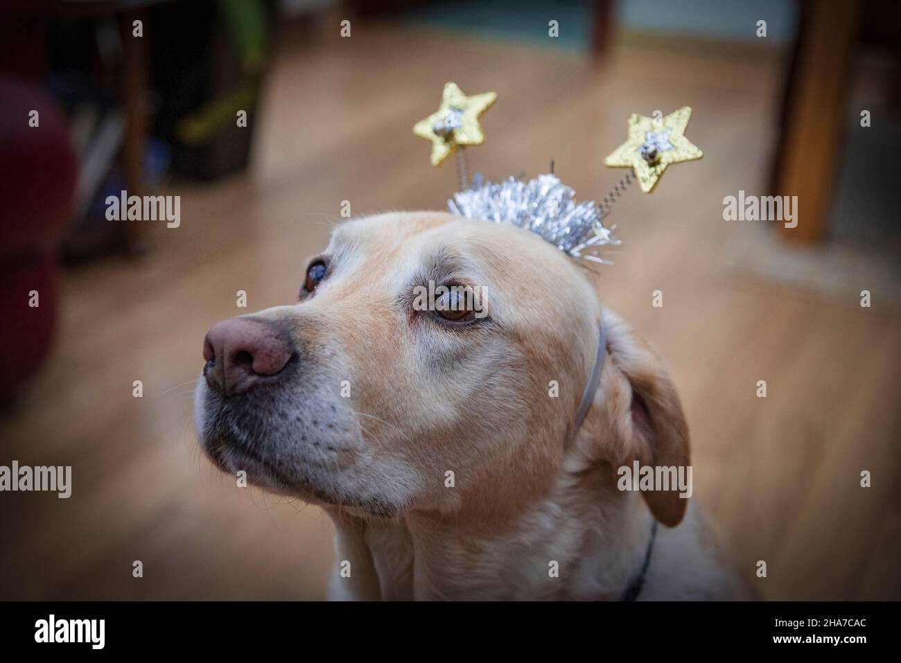 Golden labrador trägt deely Boppers im weihnachtsstil. Stockfoto