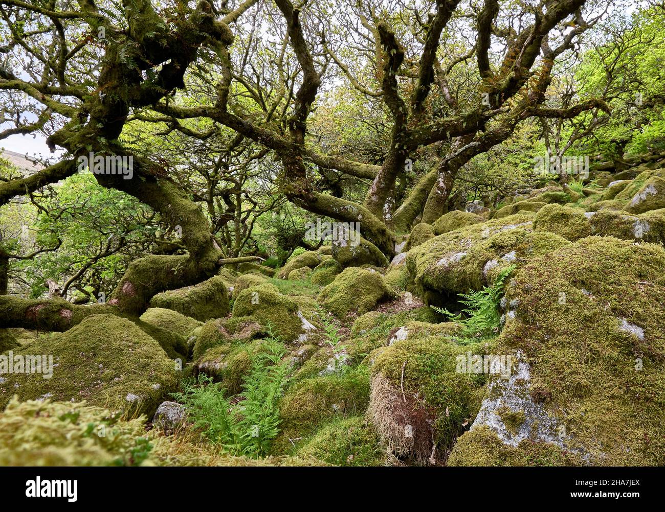 Wistman's Wood ein Überbleibsel der verkümmerten Eichenwälder, die einst viel von Dartmoor und anderen britischen Hochebenen bekleideten - Stockfoto