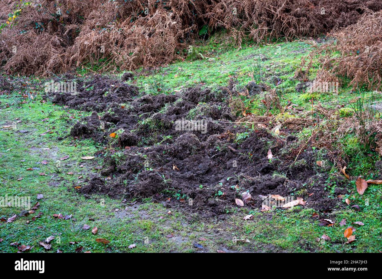 Wildschweingräber im Wald von Dean Gloucestershire, Großbritannien Stockfoto