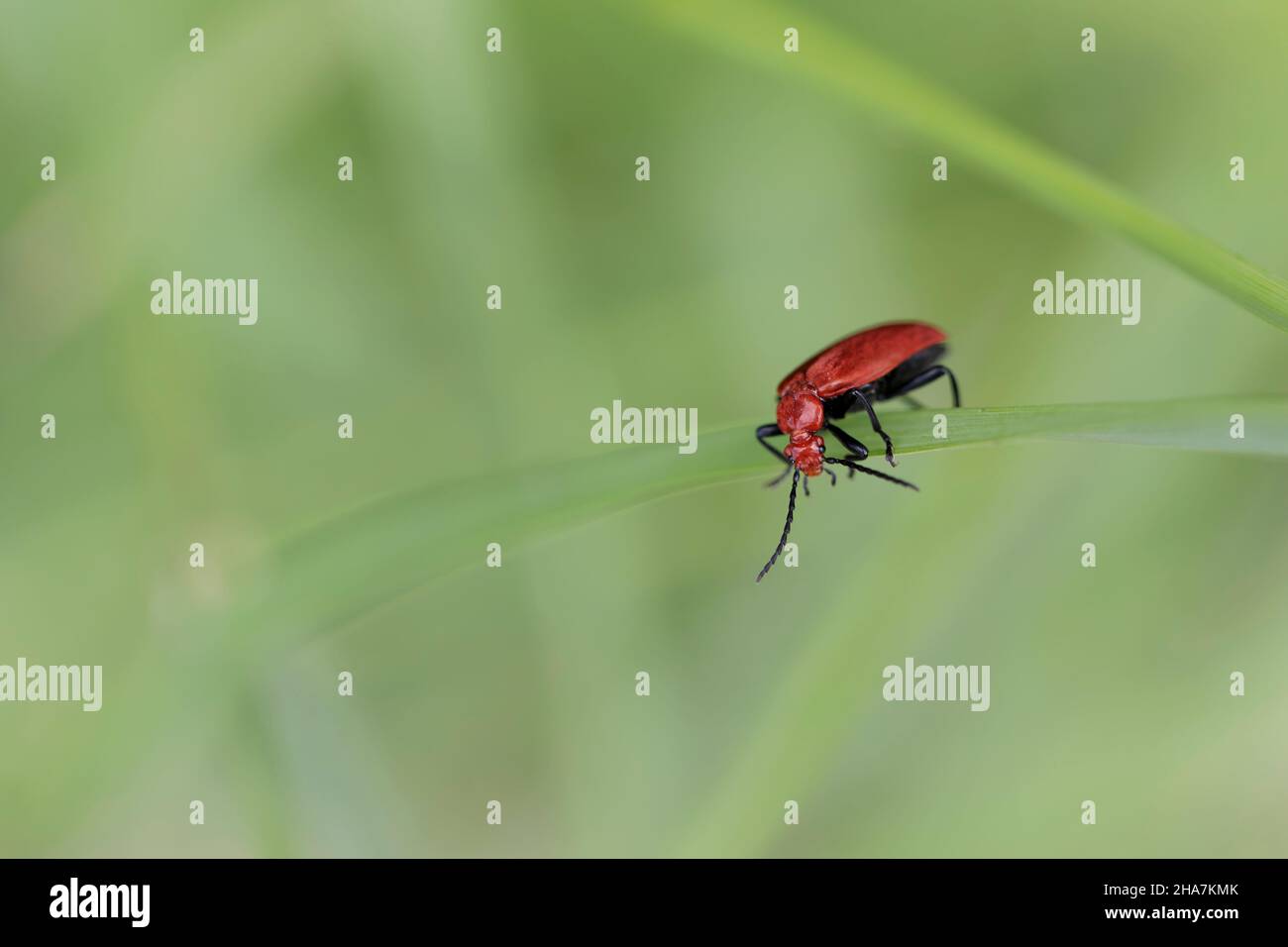 Cardinal Beetle Pyrochroa serraticornis auf grünen Pflanzen Stockfoto