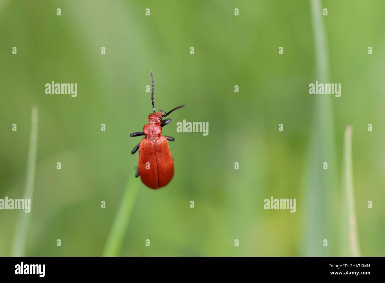 Cardinal Beetle Pyrochroa serraticornis auf grünen Pflanzen Stockfoto