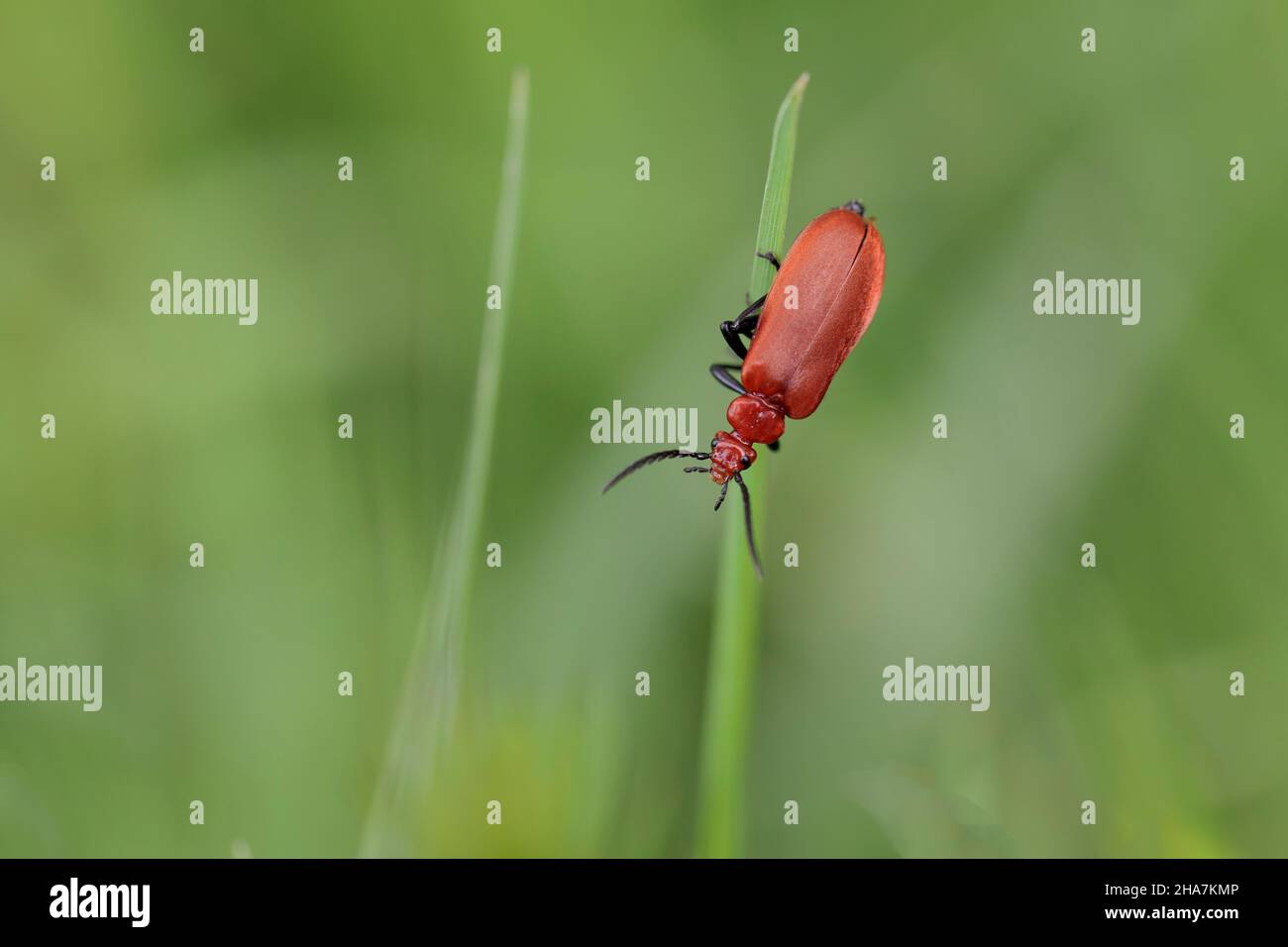 Cardinal Beetle Pyrochroa serraticornis auf grünen Pflanzen Stockfoto