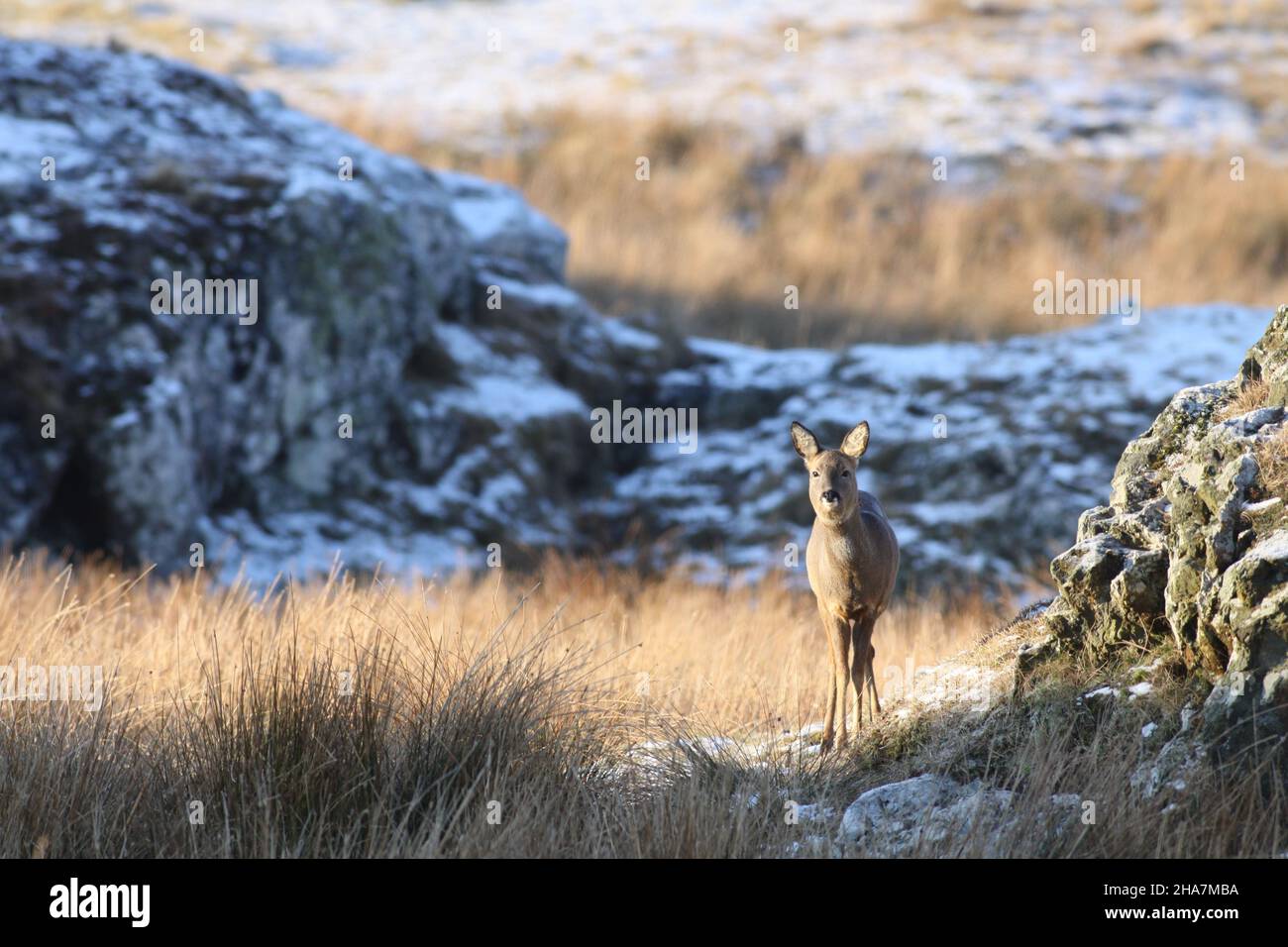 Rehe gefunden auf Islay im Winter 2010. In einem Lebensraum mit einfachem Zugang zu bedecken, um sich vor Raubtieren zu schützen. Stockfoto