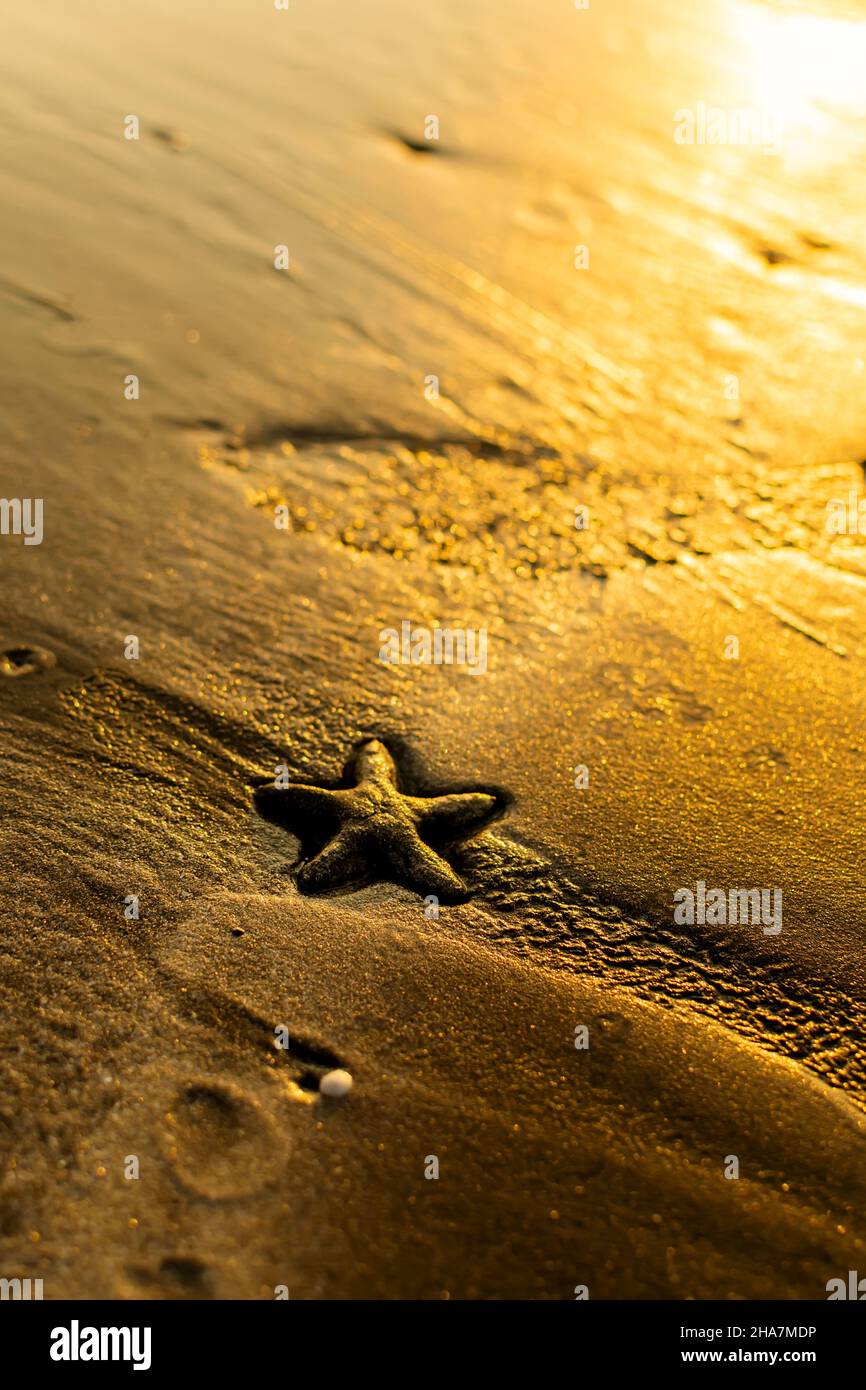 Am Abend können Sie am Strand im Sand ein Meerestier mit Sternenfischen beobachten, während abends das Sonnenlicht bei Sonnenuntergang in glänzendem Gelb leuchtet. Selektiver Fokus verwendet. Stockfoto