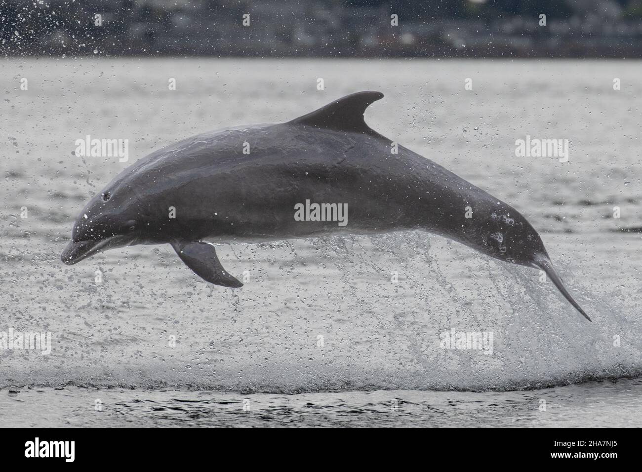 Ein Jagddelfin aus dem Bottlenose-Bereich schmißt einen Lachs und springt aus dem Meer in Schottland. Stockfoto
