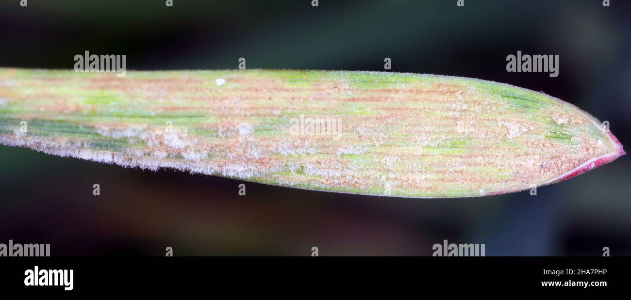 Gerstenmehltau oder Maisschimmel, der durch den Pilz Blumeria graminis verursacht wird, ist eine signifikante Krankheit, die Getreidekulturen betrifft. Stockfoto
