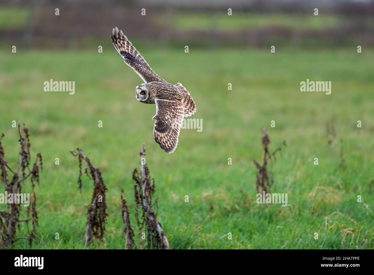 Kurzohrkauz, der in der Dämmerung tief über der Graswiese fliegt. ASIO Flammeus Frankreich Stockfoto