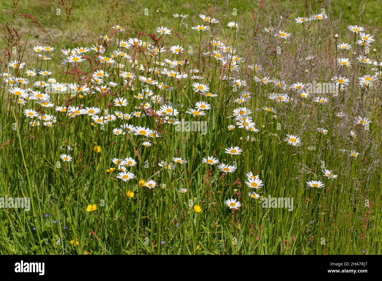 Oxeye Daisy (Leucanthemum vulgare), Gruppe von Blütenköpfen, die nach vorne dem Sonnenlicht folgen. Inmitten anderer Vegetation, einschließlich Butterbechern und Samen Stockfoto
