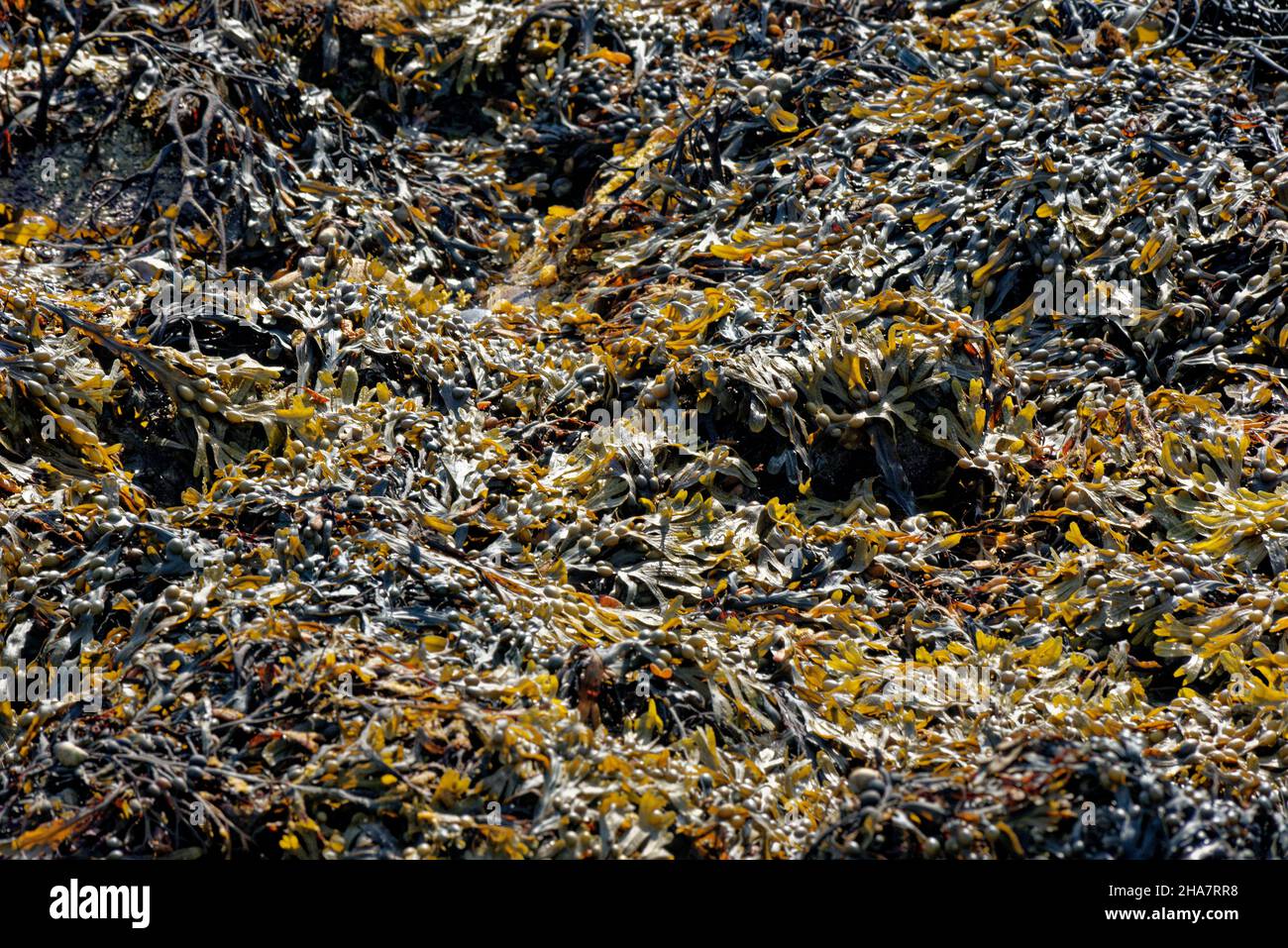 Nahaufnahme von Algen, die Felsen bedecken. Braune Seegras - Blasentang am Strand bei Ebbe Stockfoto